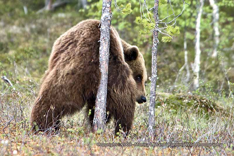 The Bear Claw A FTTDWYW Fun Things To Do While You're